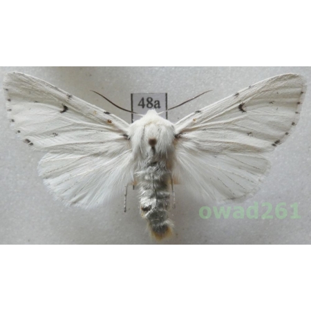 Acronicta leporina (Linnaeus, 1758) Czech48a